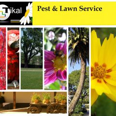 TIKAL LAWN CARE AND PEST CONTROL